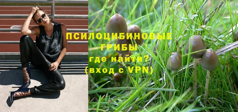 Галлюциногенные грибы MAGIC MUSHROOMS Бородино